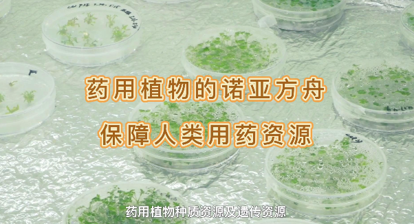 ҩ��ֲ���ŵ�Ƿ��ۣ�������������������ҩ����Դ