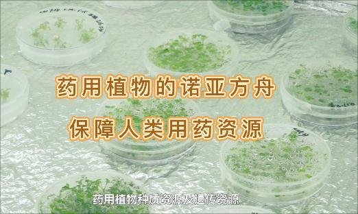 ����ҩ��ֲ���ŵ�Ƿ��ۣ�����������������Ȼ���١������˻�������������������Ҳ�æ�ҩû��